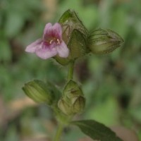 Lepidagathis fasciculata (Retz.) Nees